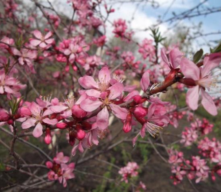 Миндаль сладкий "Десертный" (лат. Prunus dulcis "Десертный"), семена