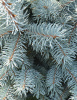 Ель колючая Хупси (лат. Picea pungens Hoopsii), семена
