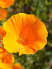 Мак калифорнийский эшшольция микс (лат. Eschscholzia californica), 100 штук