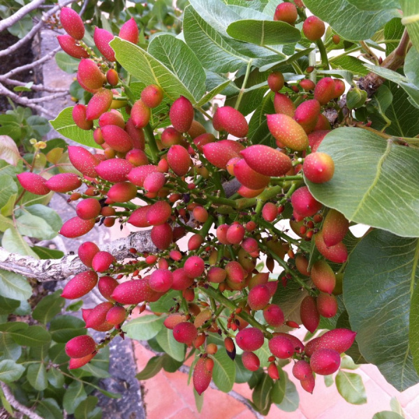 Фисташка настоящая иранская Фандоги (лат. Pistacia vera)