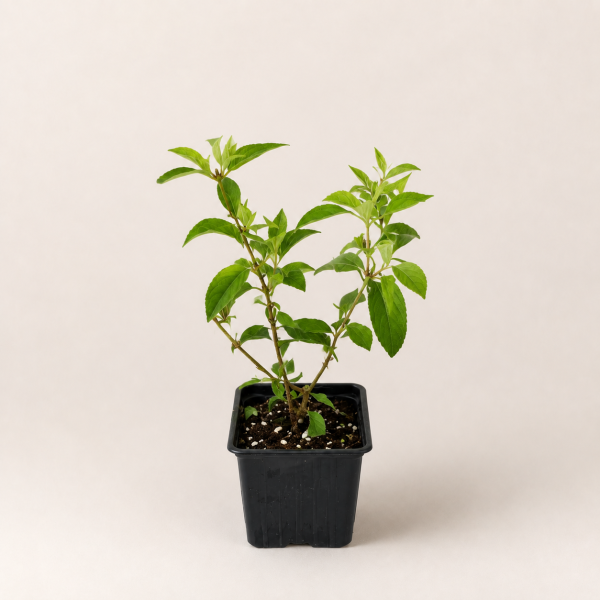 Гортензия метельчатая Фантом (лат. Hydrangea paniculata 'Phantom')