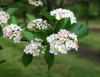 Боярышник сливолистный (лат. Crataegus prunifolia), семена