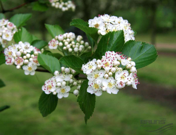 Боярышник сливолистный (лат. Crataegus prunifolia), семена