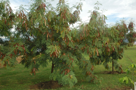 Мимоза белая, или Леуцена светлоголовчатая (лат. Leucaena leucocephala), семена