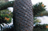 Пихта Фабри (лат. Abies fabri), семена