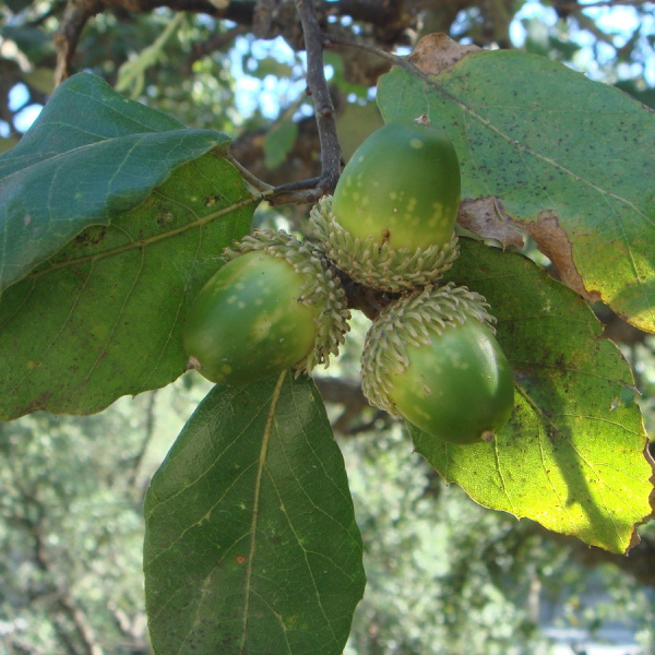Дуб пробковый (лат. Quercus suber) 10 шт, семена 