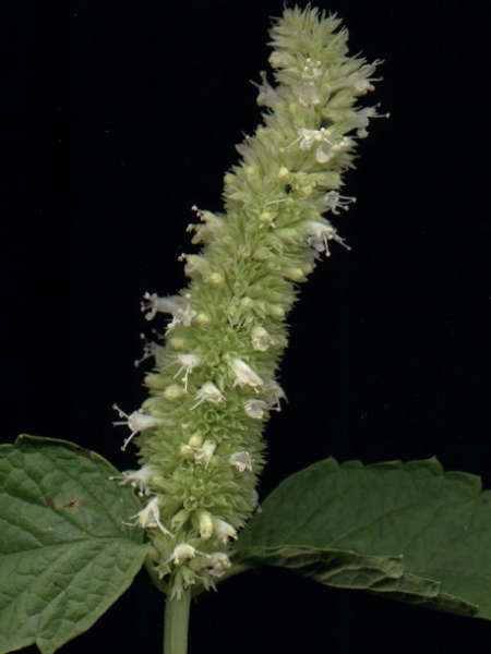 Лофант тибецкий белоцветковый, или Многоколосник морщинистый (лат. Agastache rugosa), семена