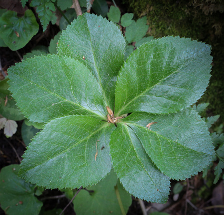 Морозник кавказский (лат. Helleborus caucasicus), семена