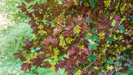Клен ложноплатановый Атропурпуреум (лат. Acer pseudoplatanus "Atropurpureum"), семена