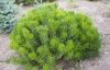 Сосна горная (лат. Pinus mugo), семена