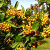 Пираканта гибридная Голден Чармер (лат. Pyracantha hybrida Golden Charmer)