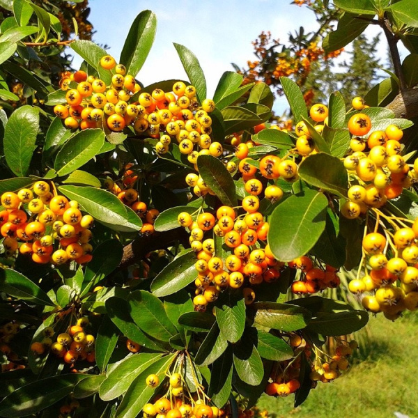 Пираканта гибридная Голден Чармер (лат. Pyracantha hybrida Golden Charmer)