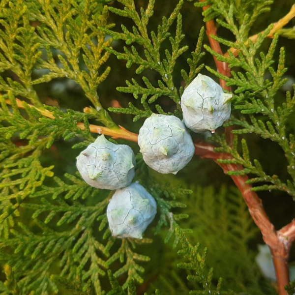 Туя восточная Ауреа Нана (лат. Platycladus orientalis 'Aurea Nana')