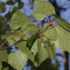 Береза бумажная (лат. Betula apyrifera), семена 