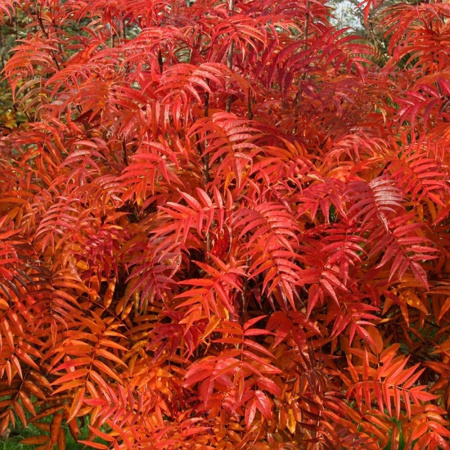 Рябина смешанная (лат. Sorbus commixta), семена