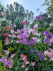 Горошек душистый, микс цветов (лат. Lathyrus odoratus), семена 25 шт
