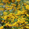 Пираканта гибридная Голден Чармер (лат. Pyracantha hybrida Golden Charmer)