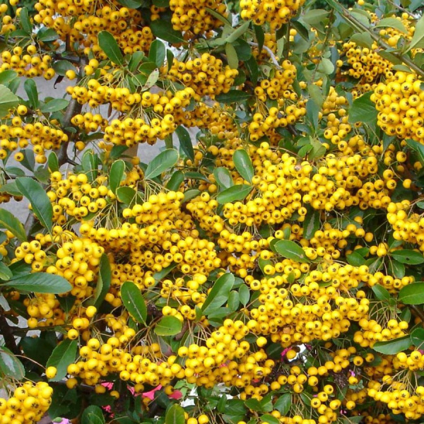 Пираканта гибридная Голден Чармер (лат. Pyracantha hybrida Golden Charmer)