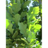 Дуб черешчатый пирамидальный (лат. Quercus robur `Fastigiata`) 10 шт, семена 