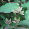 Чубушник тонколистный (лат. Philadelphus tenuifolius), семена