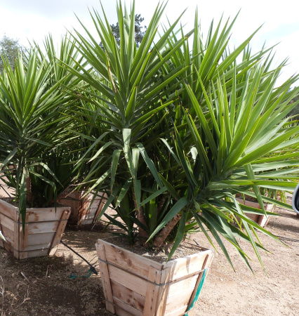 Юкка славная (лат. Yucca gloriosa), семена 0,2 грамма