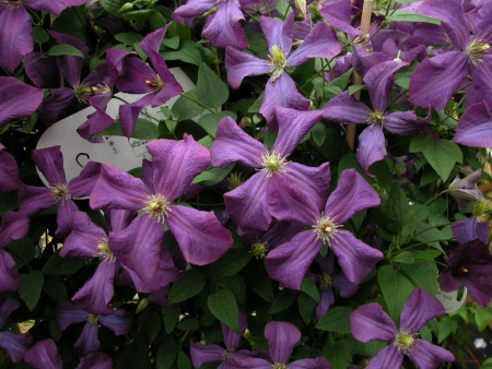 Клематис фиолетовый 'Dark eyes' (лат. Clematis viticella 'Dark eyes'), семена