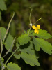 Чистотел большой (лат. Chelidonium majus), семена
