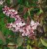 Черемуха пурпурнолистная Шуберт (лат. Prunus padus x Prunus virginiana 'Shubert'), семена