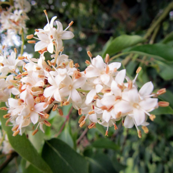 Сирень пекинская (лат. Syringa pekinensis), семена