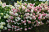 Гортензия метельчатая Ванилла Фрайз (лат. Hydrangea paniculata 'Vanille Fraise') С3, саженец