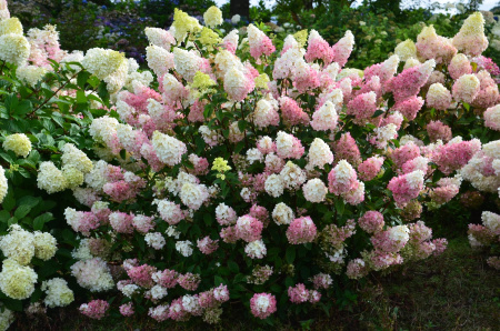 Гортензия метельчатая Ванилла Фрайз (лат. Hydrangea paniculata 'Vanille Fraise') С3, саженец