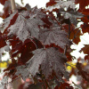 Клен остролистный Кримсон Кинг (лат. Acer platanoides 'Crimson King'), семена