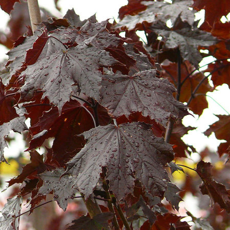 Клен остролистный Кримсон Кинг (лат. Acer platanoides 'Crimson King'), семена