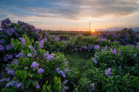 Сирень обыкновенная (лат. Siringa vulgaris), семена