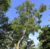 Береза плосколистная или береза широколистная (лат. Betula platyphylla), семена