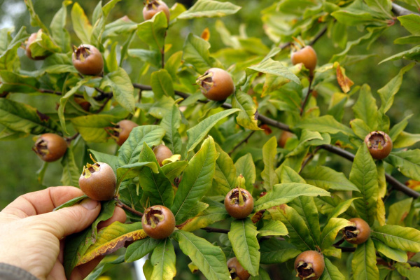 Мушмула германская (лат. Mespilus germanica), семена