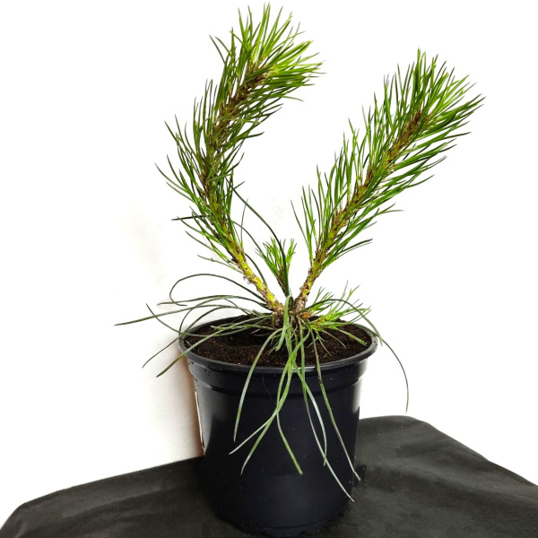 Сосна черная (лат. Pinus nigra), саженец, 1 шт