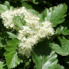 Рябина промежуточная (лат. Sorbus intermedia), семена