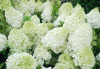 Гортензия метельчатая Полярный медведь (лат. Hydrangea paniculata 'Polar Bear') С3, саженец