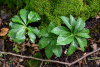 Морозник кавказский (лат. Helleborus caucasicus), семена