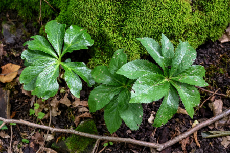 Морозник кавказский (лат. Helleborus caucasicus), семена