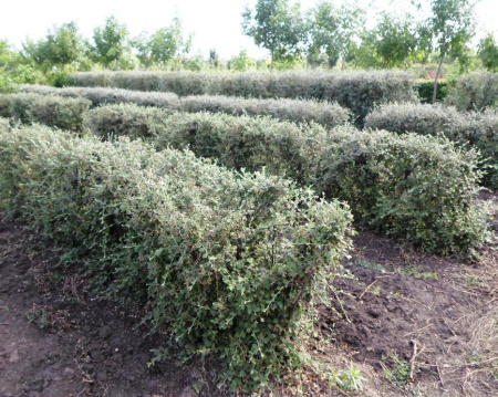 Кизильник войлочный (лат. Cotoneaster tomentosus), семена