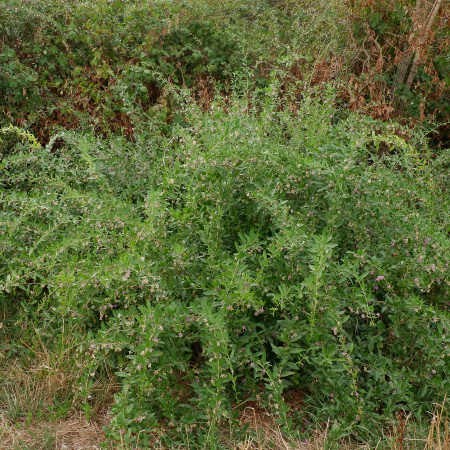 Годжи, или Дереза обыкновенная (лат. Lycium barbarum), семена 