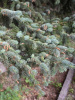 Ель Мейера (лат. Picea meyeri), семена