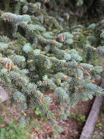 Ель Мейера (лат. Picea meyeri), семена