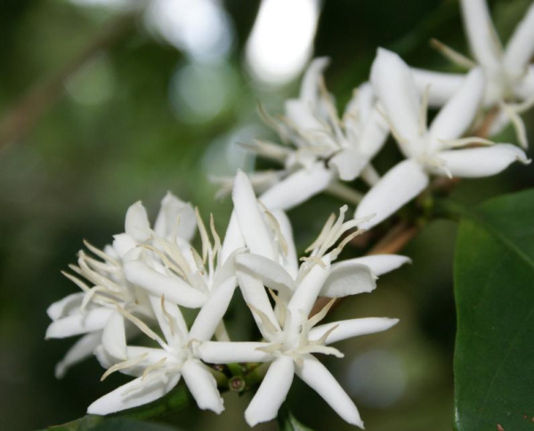 Кофе аравийский (лат. Coffea arabica), семена