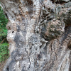 Шелковица черная (лат. Morus nigra), семена