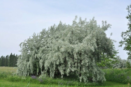 Лох узколистный (лат. Elaeagnus angustifolia), семена