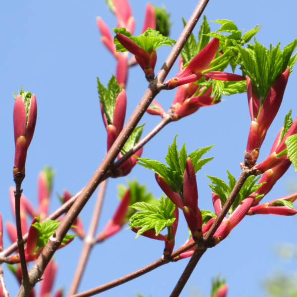 Клен Гельдрейха (лат. Acer heldreichii Orph), семена