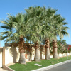 Пальма Вашингтония нитеносная, семена (лат. Washingtonia filifera)